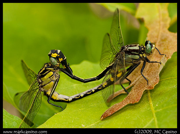 Midland Clubtail