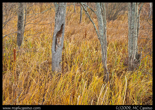 Dried Grass