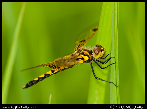 Calico Pennant