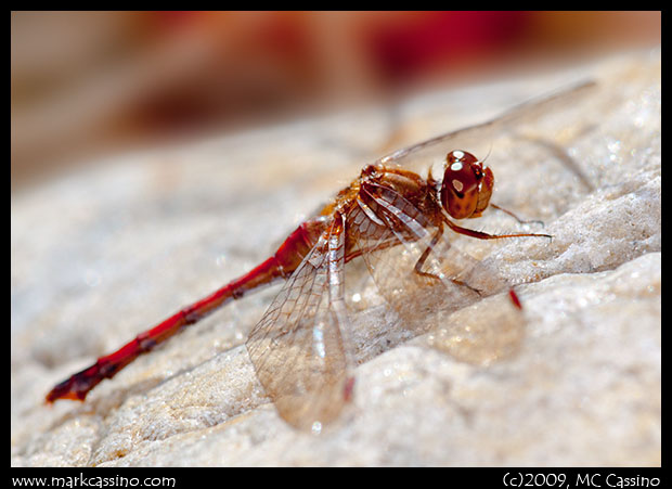 Autumn Meadowhawk