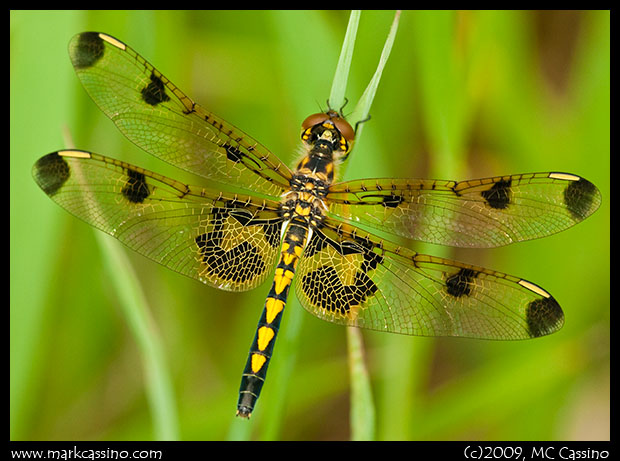 Calico Pennant