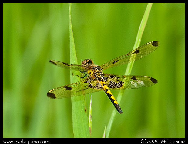 Calico Pennant