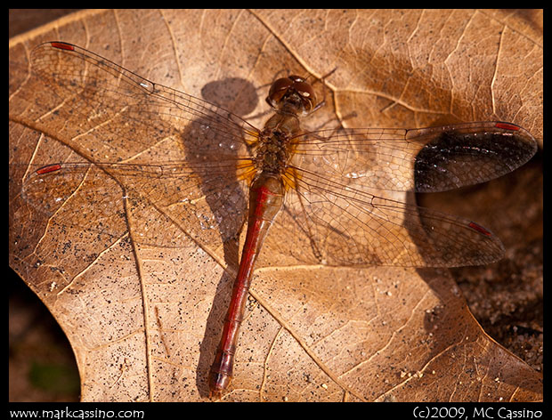 Autumn Meadowhawk