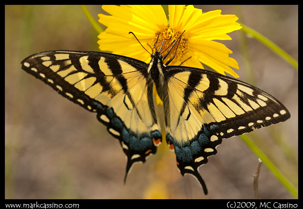 Tiger Swallowtail on Coreopsis Tiger Swallowtail on Coreopsis
