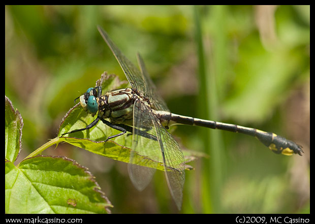 Rapids Clubtail Rapids Clubtail