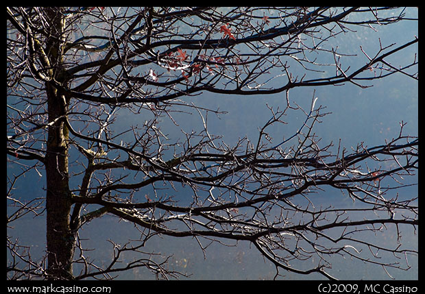 Along the Seasonal Pond