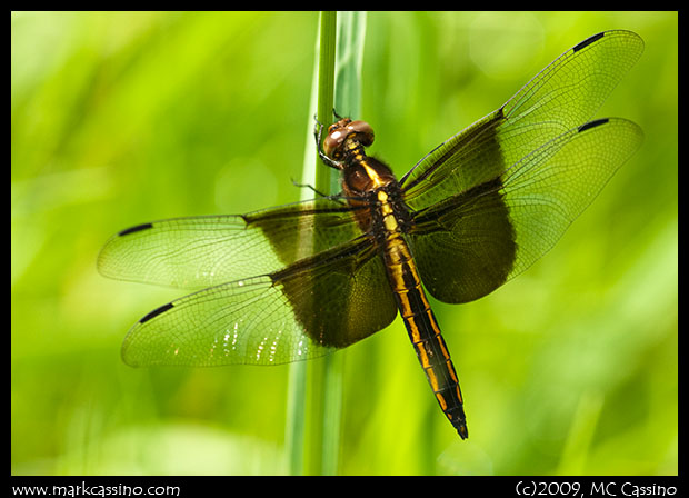 Widow Skimmer Dragonfly