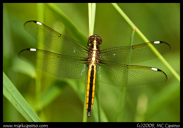 Spangled Skimmer Dragonfly