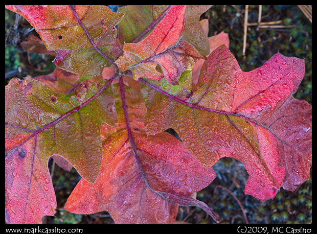 Oak Sprig