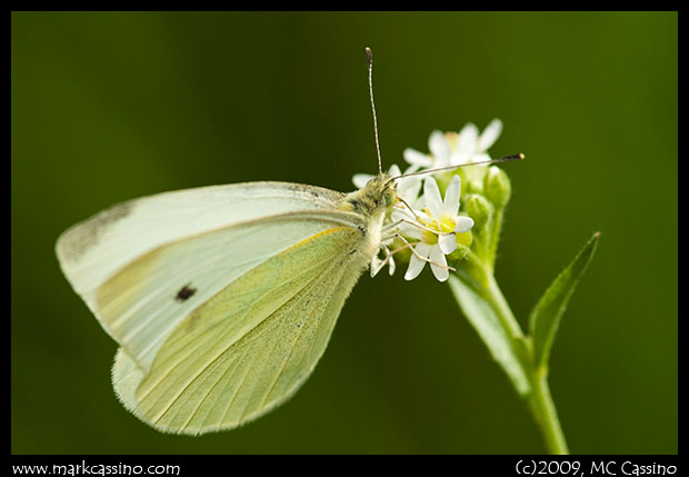 Cabbage WHite Butterfly