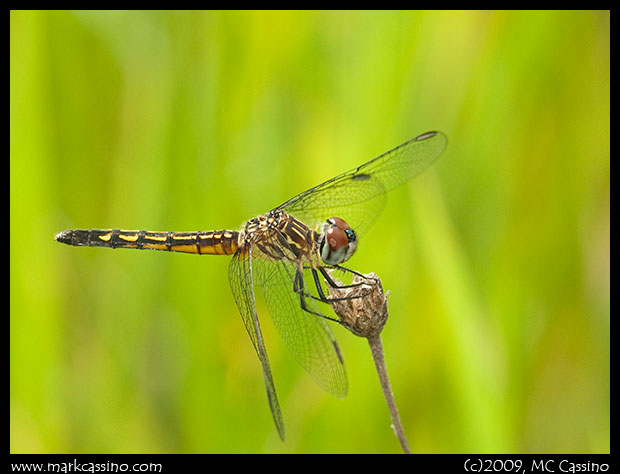 Blue Dasher Dragonfly