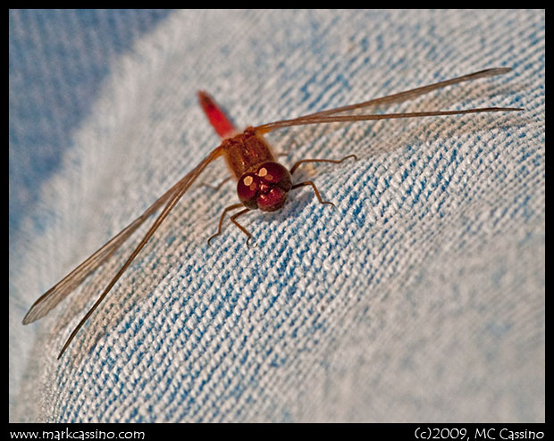 Autumn Meadowhawk Autumn Meadowhawk