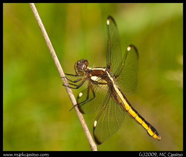 Spangled Skimmer Dragonfly