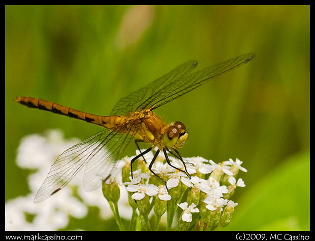 Meadowhawk Dragonfly