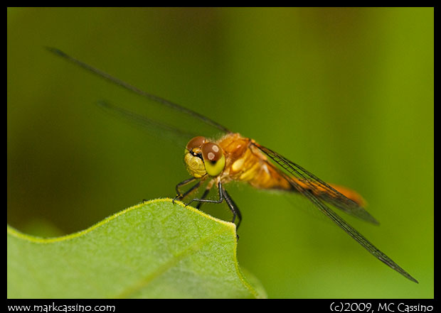 Meadowhawk Dragonfly