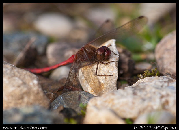 Dragonflies+of+michigan