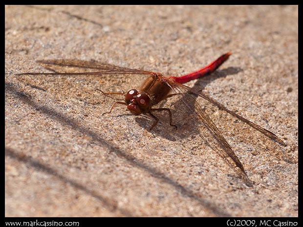 Autumn Meadowhawk Autumn Meadowhawk