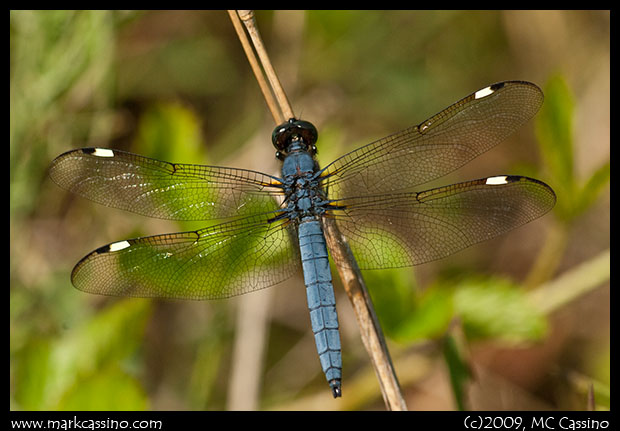 Spangled Skimmer Spangled Skimmer