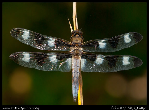 Twelve Spotted Skimmer Twelve Spotted Skimmer