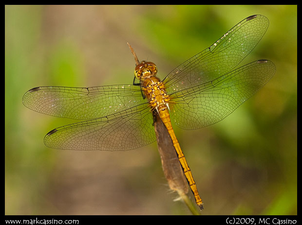 Immature Meadowhawk Dragonflies