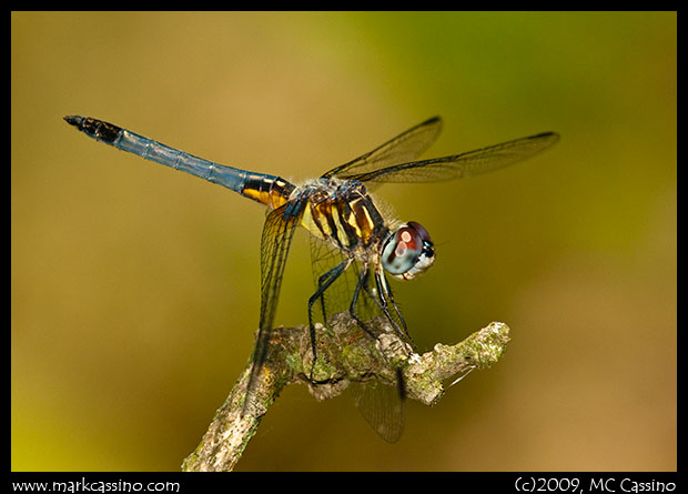 Blue Dasher Dragonfly