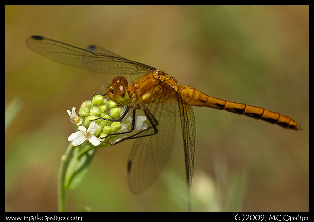 Meadowhawk Dragonfly