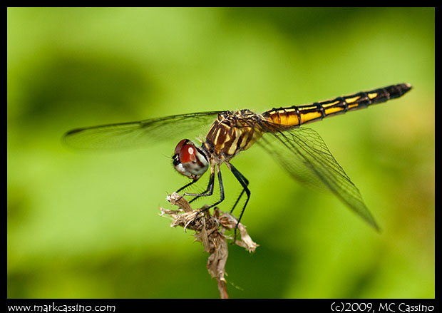 Blue Dasher Dragonfly