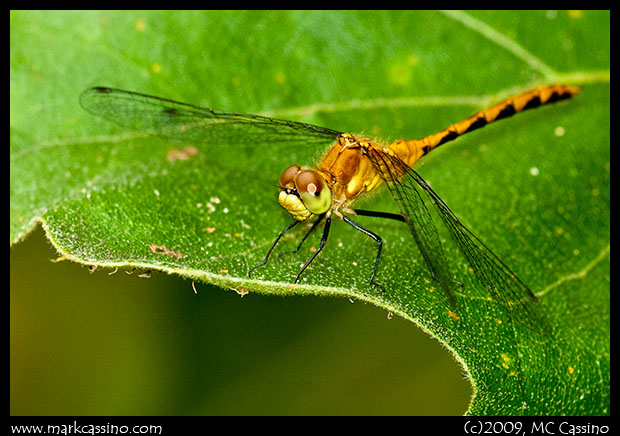 Immature Meadowhawk Dragonflies