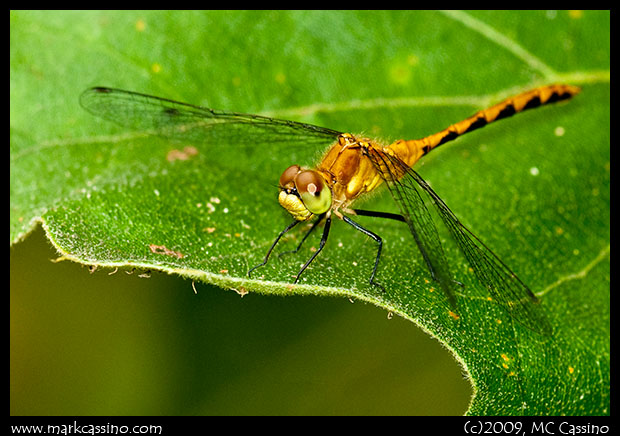 Immature Meadowhawk Dragonflies Immature Meadowhawk Dragonflies