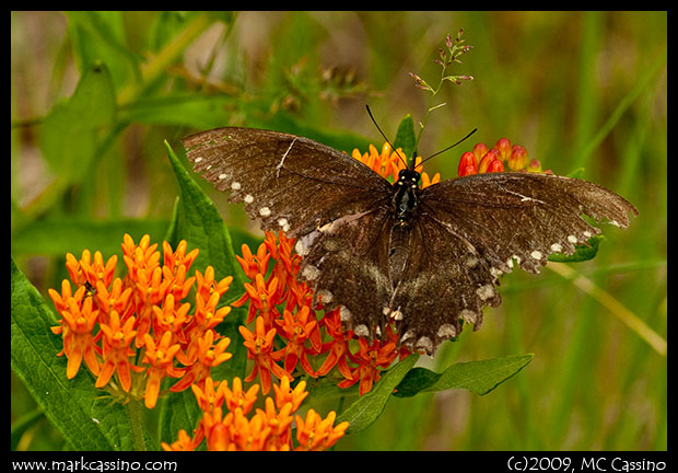 Swallowtail on Butterfly Weed