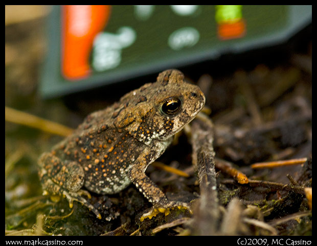 Tiny Toad