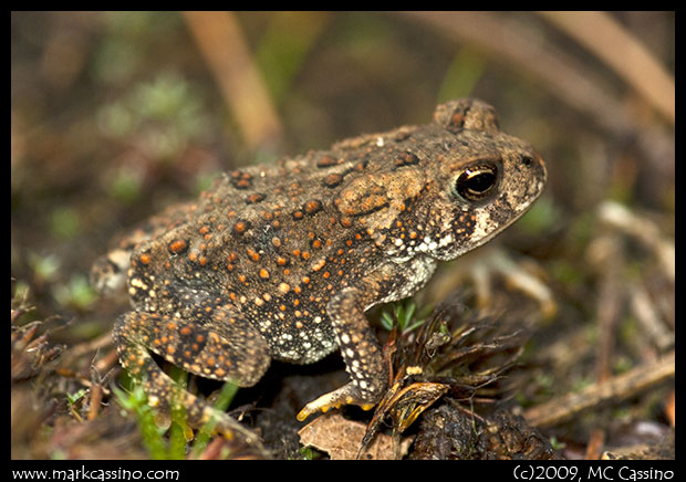 American Toad American Toad