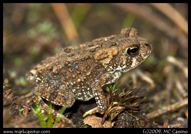 American Toad