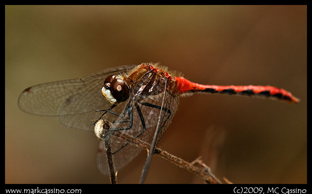 Whiteface Meadowhawk
