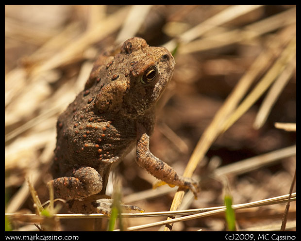 Tiny Toad