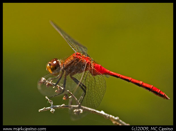 Red Dragon Red Dragon