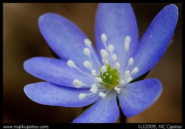 Blue Hepatica