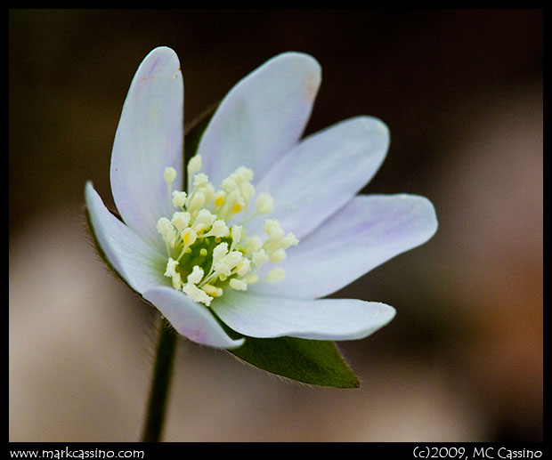 Hepatica