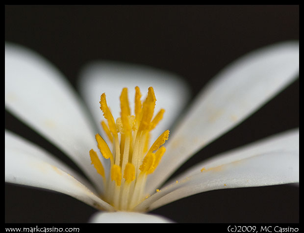 Photograph of bloodroot flower