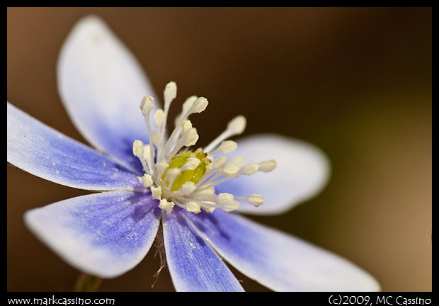 Hepatica