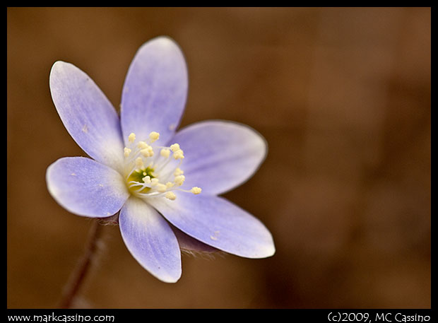 Hepatica Hepatica