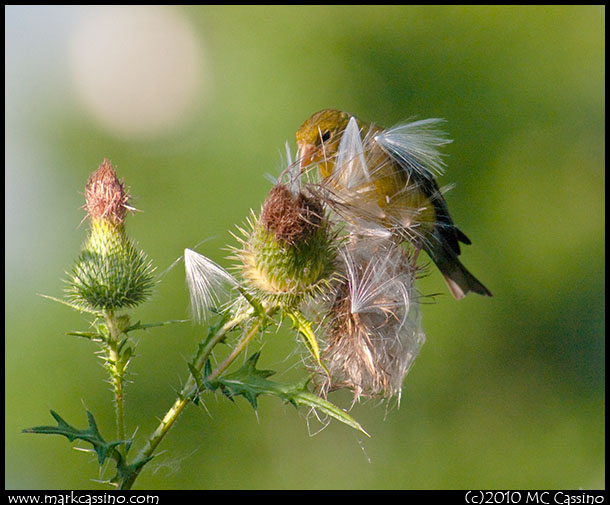 Goldfinch in Thistle