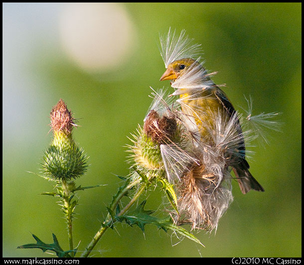 Goldfinch in Thistle