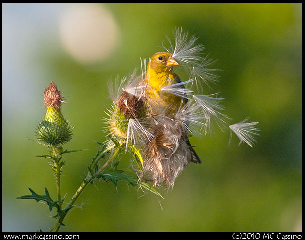 Goldfinch in Thistle