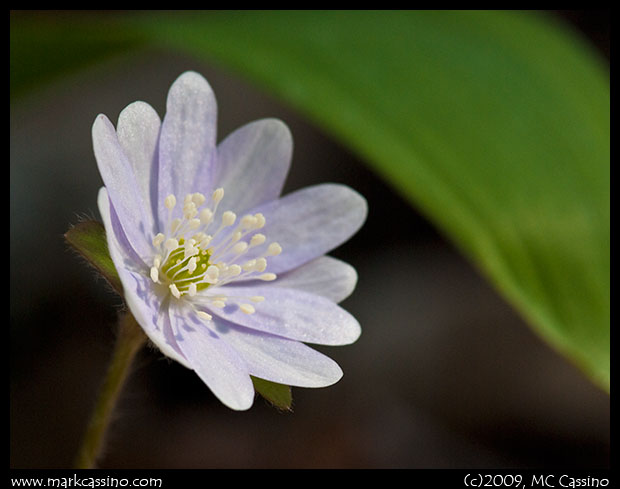 Hepatica Hepatica