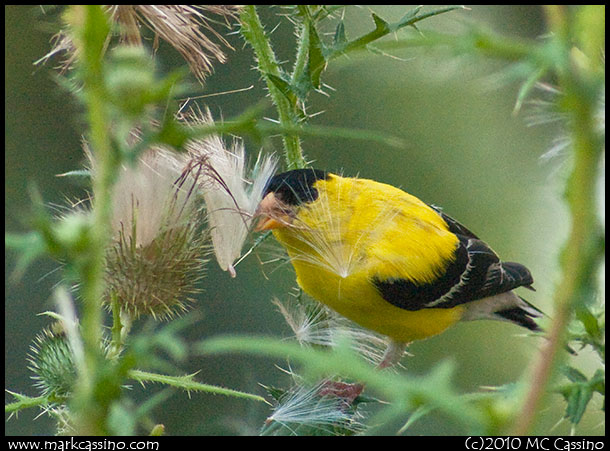 Goldfinch in Thistle