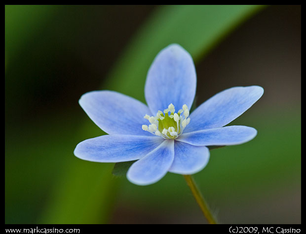 Blue hepatica Blue Hepatica