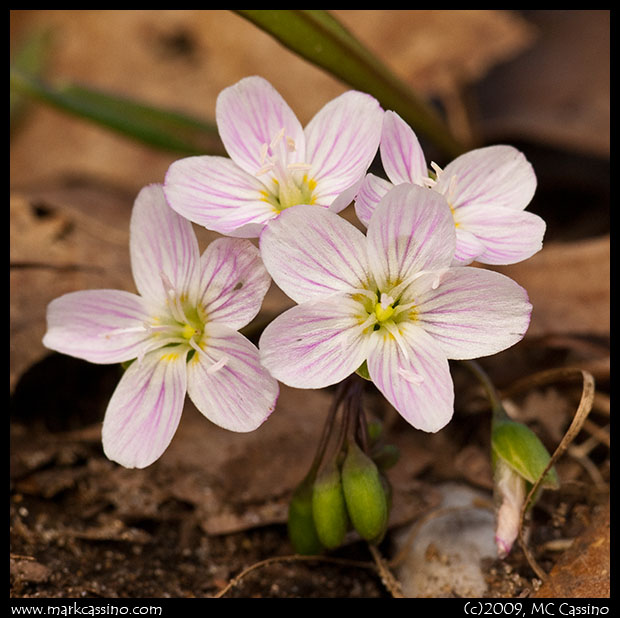 Spring beauty