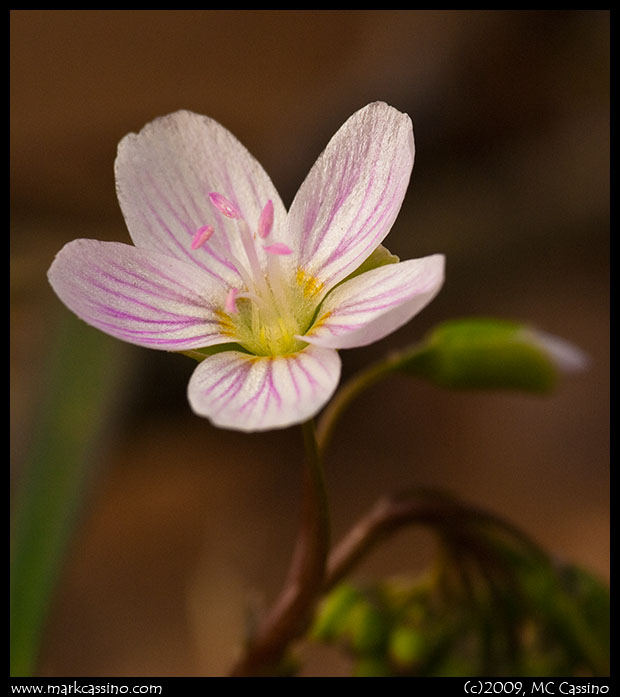 Spring Beauty