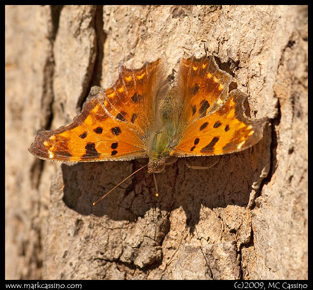 Eastern Comma Butterfly